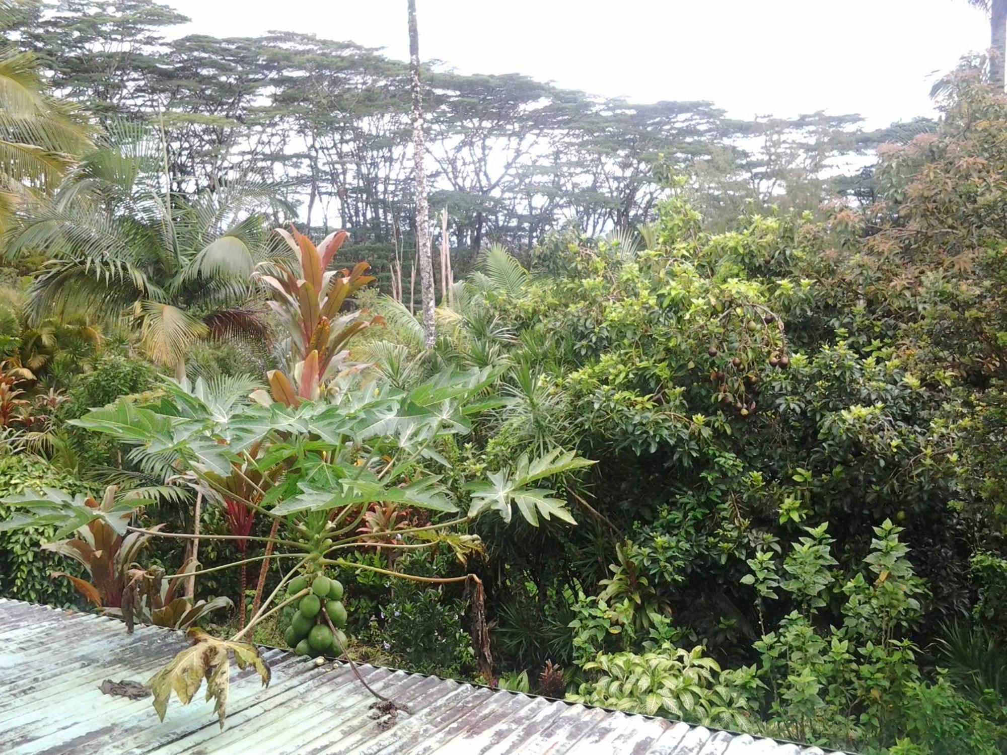 Pahoa Lava Tree Tropic Inn المظهر الخارجي الصورة