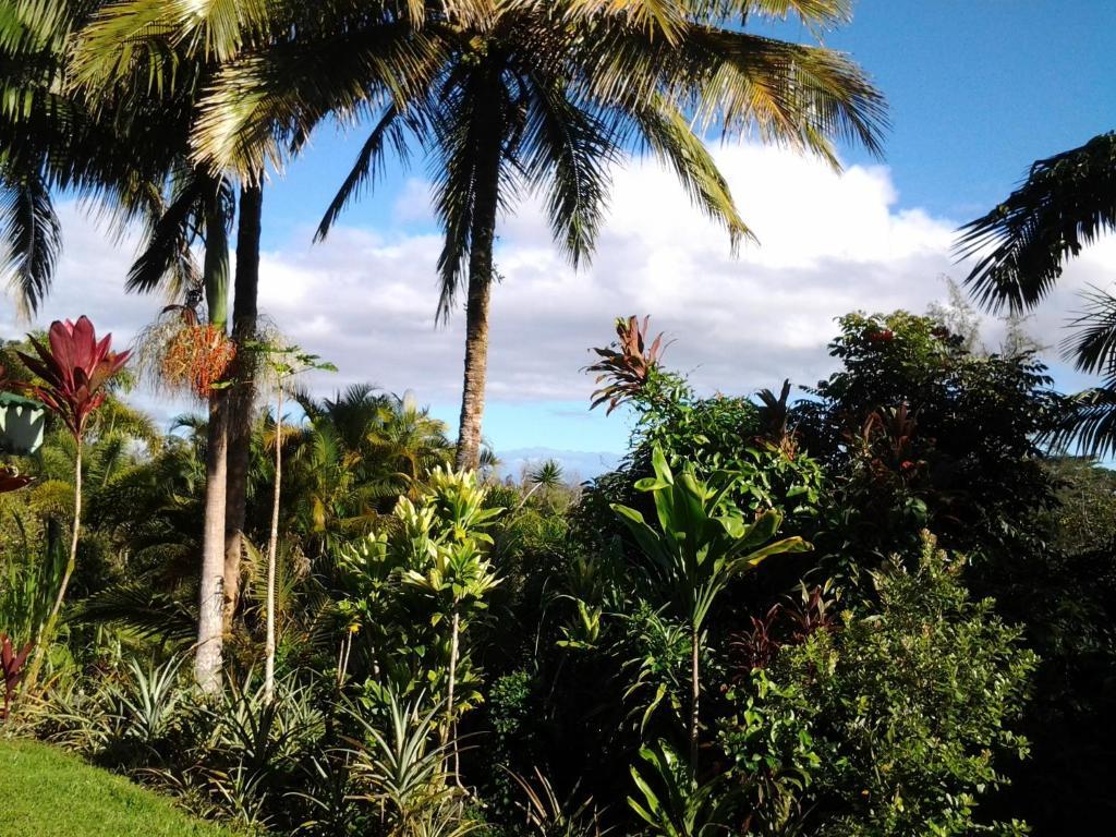 Pahoa Lava Tree Tropic Inn المظهر الخارجي الصورة